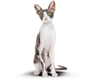 Котик без массы